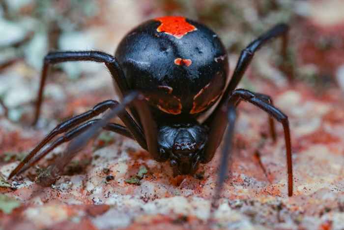 Diese eine Sache in Ihrem Garten kann schwarze Witwen abgeben, heißt es in Studie