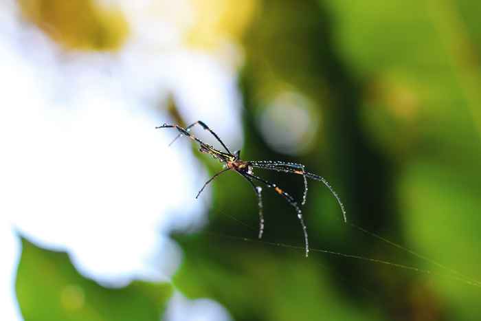 Esta flor popular pode estar trazendo aranhas para sua casa