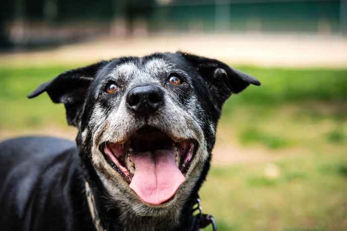 Hai calcolato l'età del tuo cane sbagliata, dice il nuovo studio