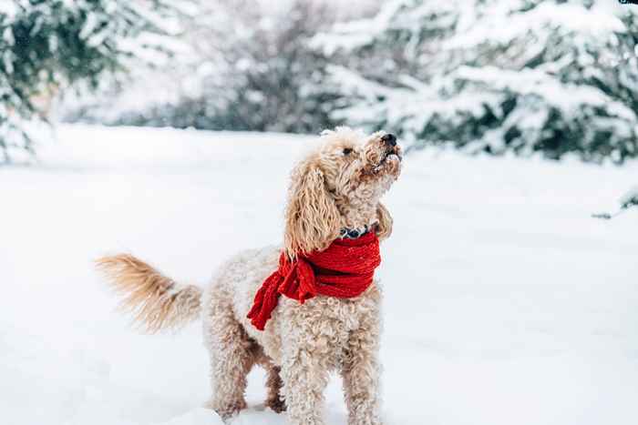 15 conseils soutenus par le vétérinaire pour assurer la sécurité de vos chats et chiens en hiver