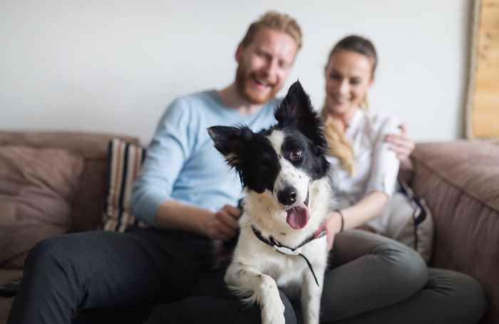 17 itens domésticos que são venenosos para cães, de acordo com especialistas