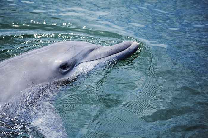 17 raisons pour lesquelles les dauphins sont plus dangereux que vous ne l'avez jamais pensé