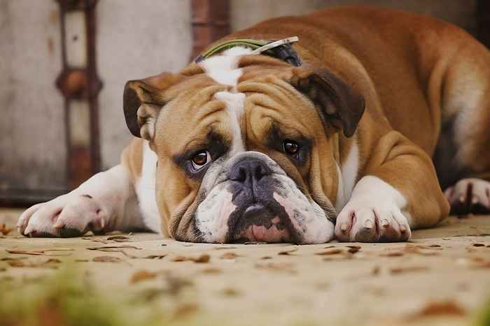 17 cose che fai che il tuo cane odia davvero, dicono gli esperti