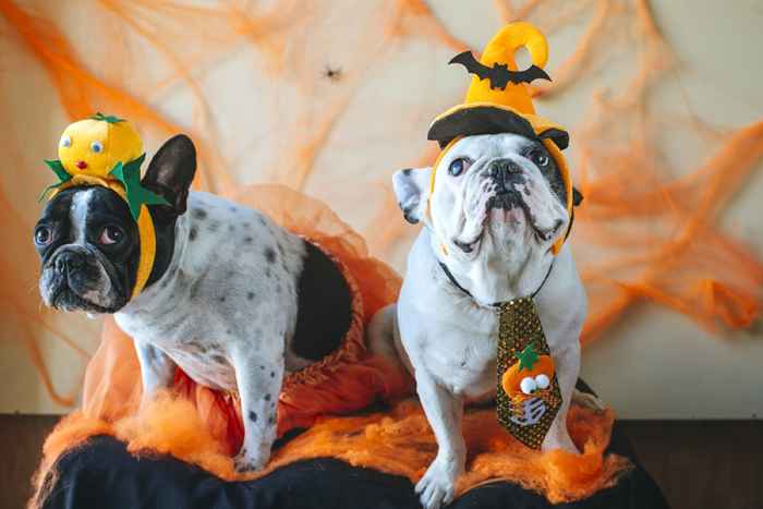 20 fantasias adoráveis ​​de Halloween de cachorro que você pode comprar online