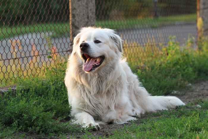 20 races de grandes grandes chiens qui sont parfaites pour n'importe quelle famille