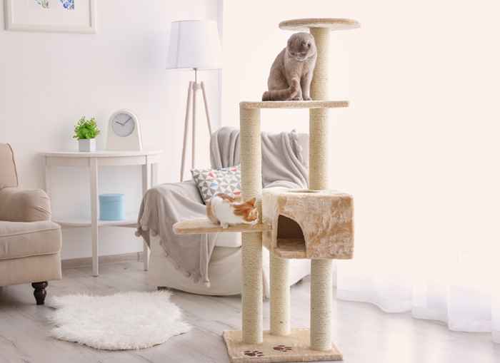 20 produtos geniais que transformarão sua casa em um playground de gato