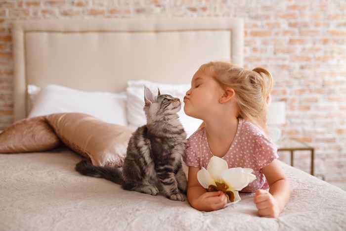 20 accessoires Purrfect pour les amoureux des chats