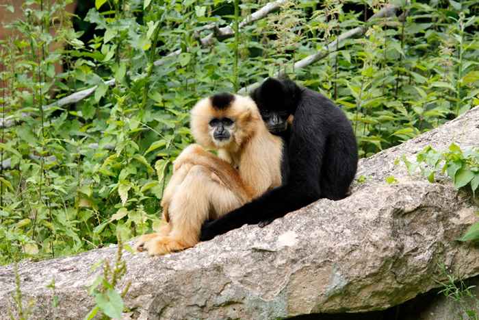 25 animaux adorables qui s'accouplent pour la vie