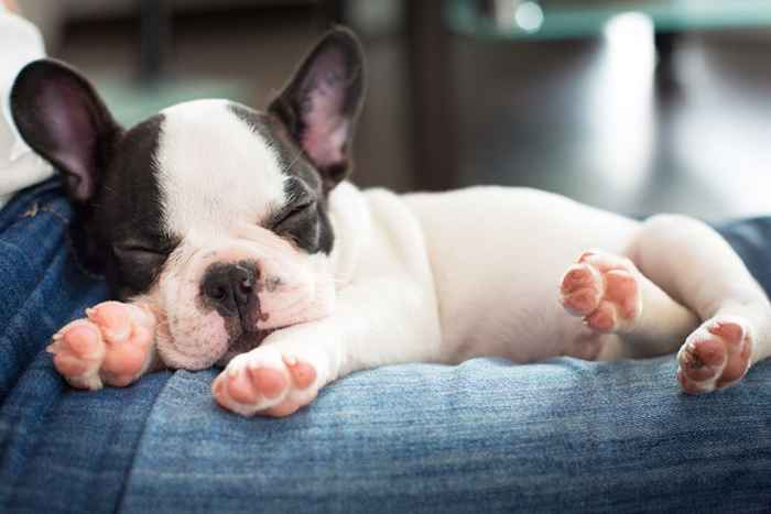 25 fotos dignas de animales dignas de AWW durmiendo