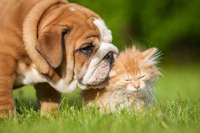 27 fotos lindas de gatos y perros que viven juntos en perfecta armonía