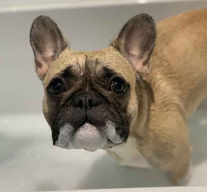 35 photos drôles d'animaux qui détestent sérieusement le bain