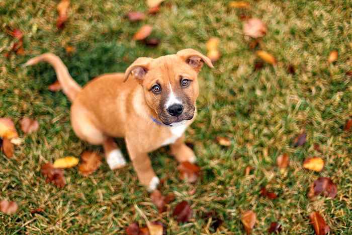 50 fotos de mutt adorables que calentarán tu corazón