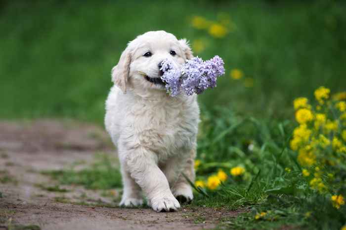 50 adorables photos de chiot qui mettra un sourire sur votre visage