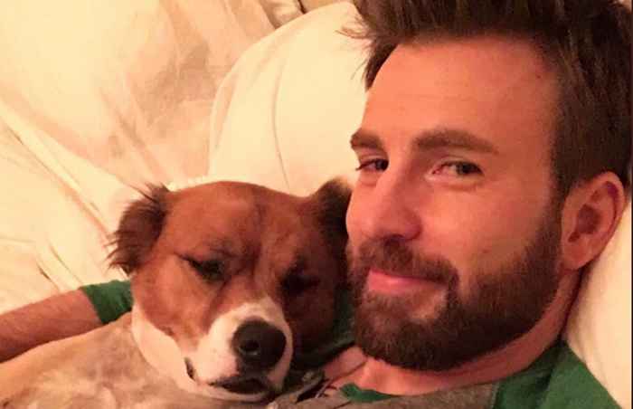 8 celebridades que aman el día nacional del perro tanto como el resto de nosotros