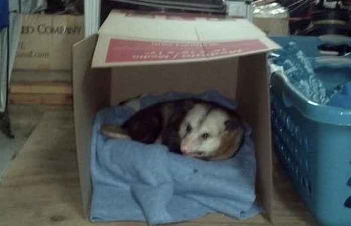 Hank the Opossum s'installe dans le garage de la femme, devient viral