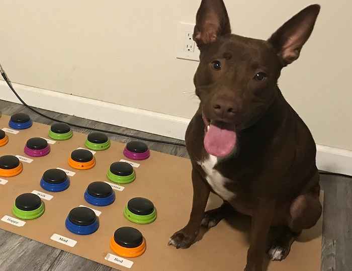 Unglaubliche Videos zeigen einen Hund namens Stella, der mit einem Soundboard spricht