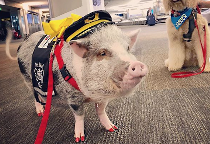 Conoce a Lilou, el cerdo de terapia de Aeropuerto Internacional de San Francisco