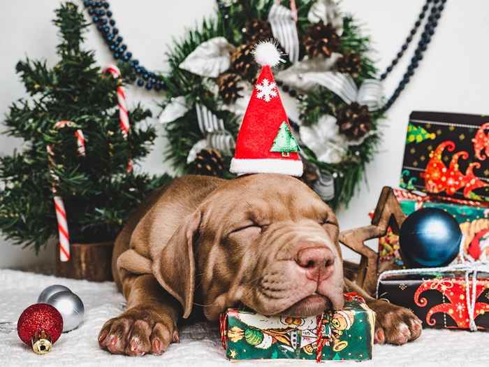 Los 14 mayores peligros para sus mascotas durante las vacaciones