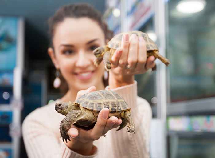 Os 20 animais de estimação mais baixa que você pode possuir