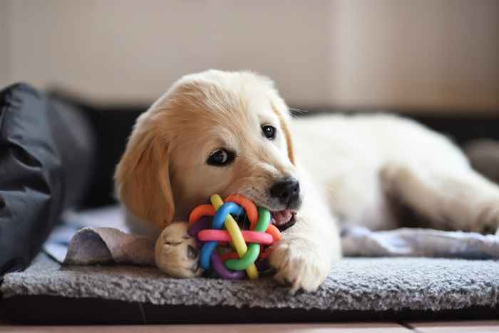 I 30 migliori giocattoli da masticare per i cuccioli