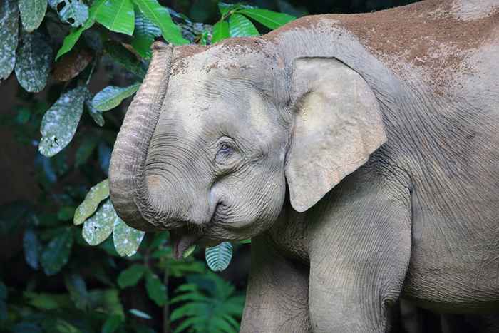 Las razones respaldadas por la ciencia por las cuales es importante salvar especies en peligro de extinción