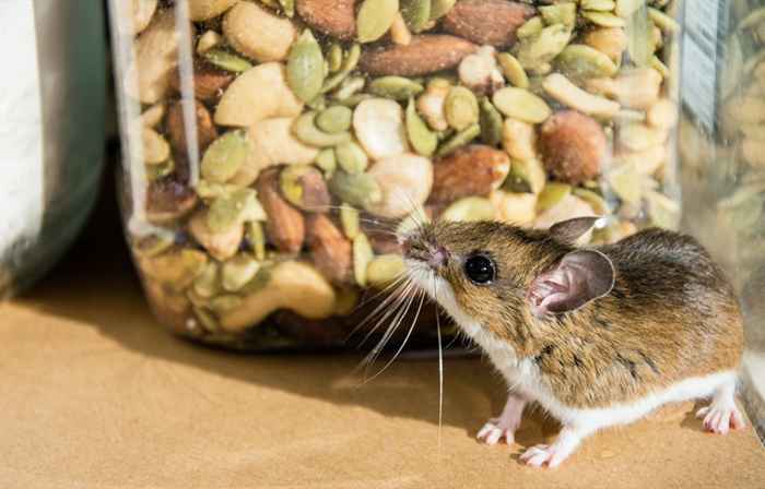 C'est la meilleure façon de se débarrasser des souris, disent les experts