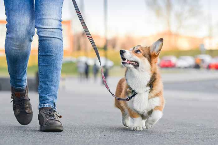 Este es el más amigable para los perros.S. Ciudad en 2021, los datos muestran