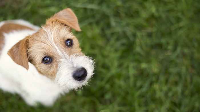 C'est le nom de chien le plus populaire dans chaque état