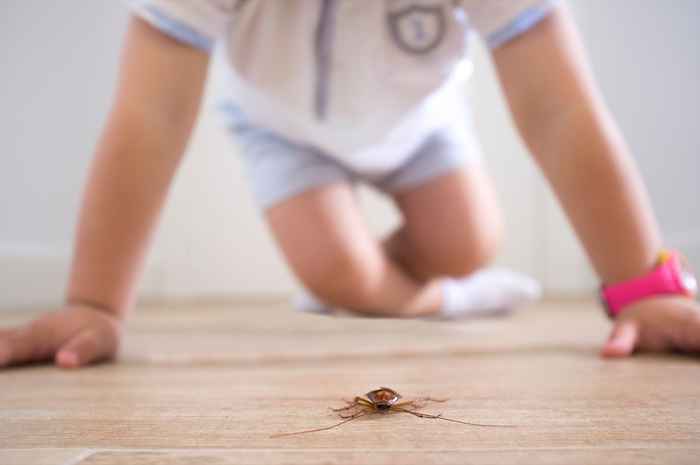 Dette truende insektet kan ha blitt utryddet i U.S.