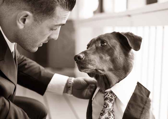 Esta foto de casamento viral de um cachorro obediente, o melhor homem, vai aquecer seu coração