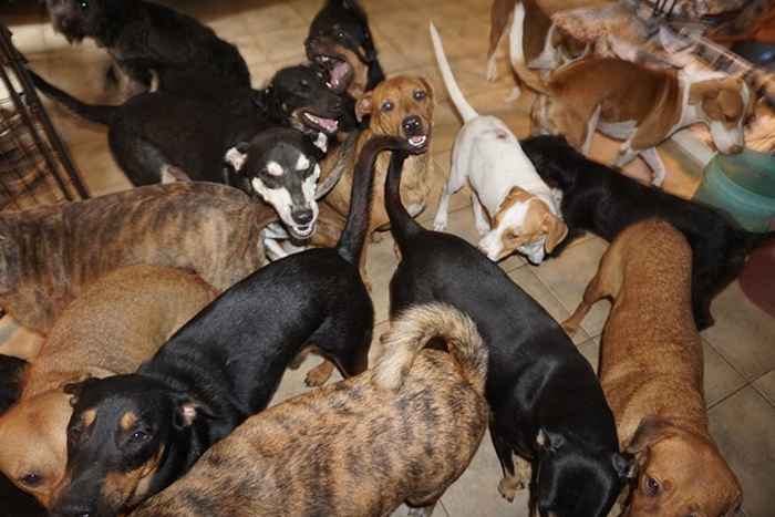 Mulher em Bahamas leva quase 100 cães de abrigo durante o furacão Dorian