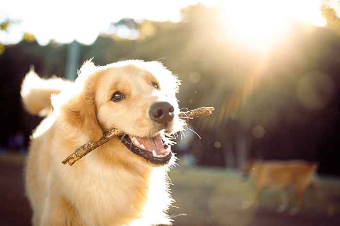 Votre chien a une crise de mi-vie lorsqu'il a frappé cet âge, étudie l'étude