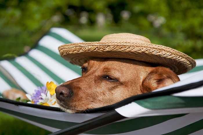 20 Genius Pet Accessoires, um Ihre pelzigen Freunde den ganzen Sommer kühler zu halten