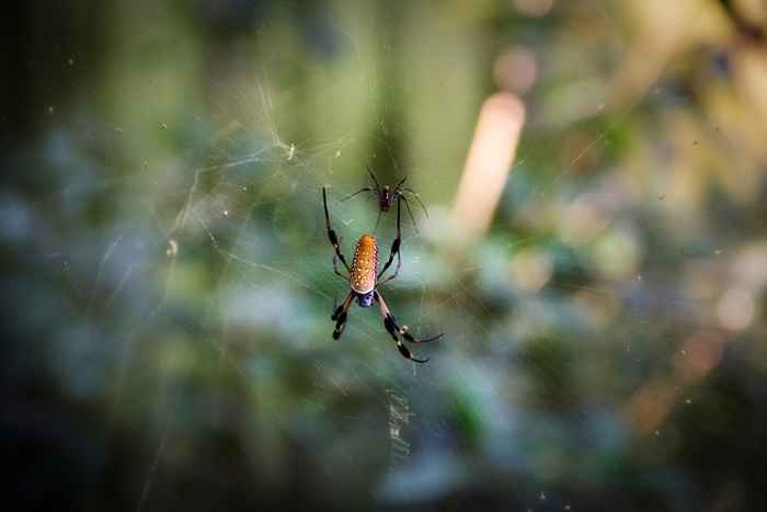 33 total gruselige Fakten über Spinnen, die Ihnen Gänsehaut geben werden