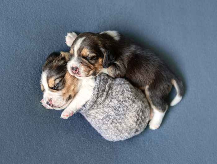 35 fotos de cães cochilando que farão seu coração derreter