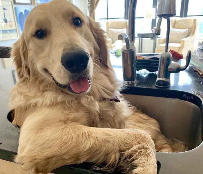 Adorable chien aime prendre des bains dans l'évier de la cuisine, devient viral