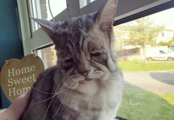 Il gatto con il viso adorabile e la malattia rara finalmente trova per sempre a casa, diventa virale