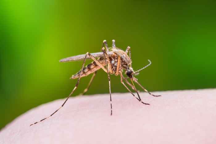 Aqui estão os mosquitos do tipo sanguíneo que mais adoram