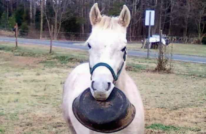 Cavalo hilário chamado Tango se torna viral por pensar que ele é um cachorro