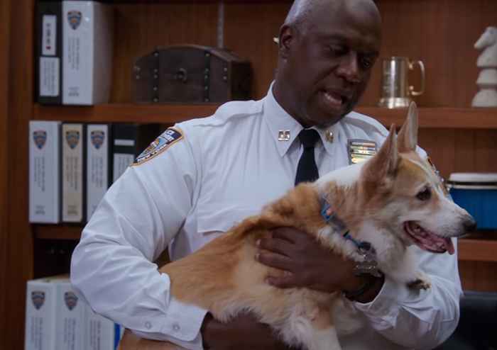 Ukochany Corgi, który grał w Cheddar na Brooklyn Nine-Nine, zmarł