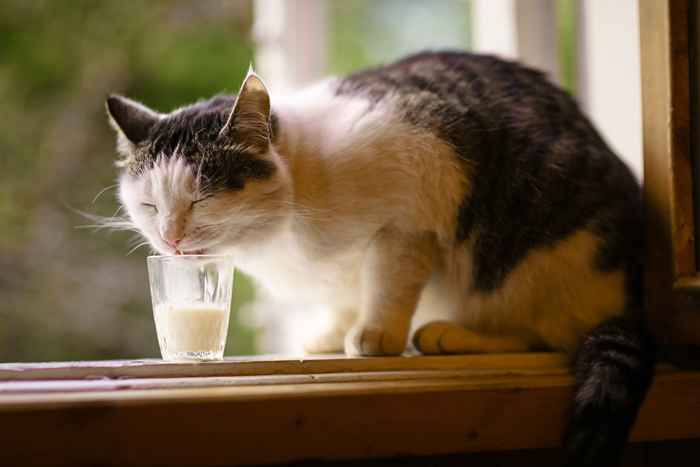 Ce sont les aliments que vous ne devriez jamais nourrir votre chat