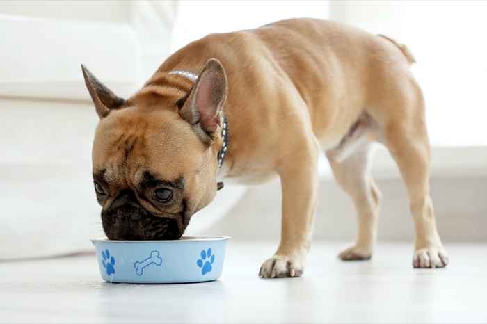 Questi sono gli alimenti che non dovresti mai nutrire il tuo cane