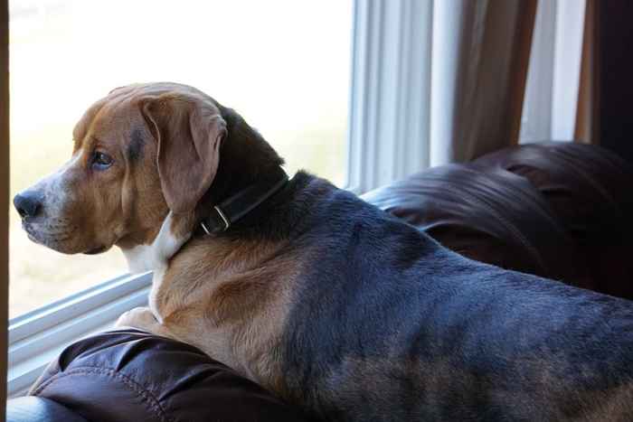 Disse bildene av en hund som venter på eieren hans hver dag i 11 år vil knuse hjertet ditt