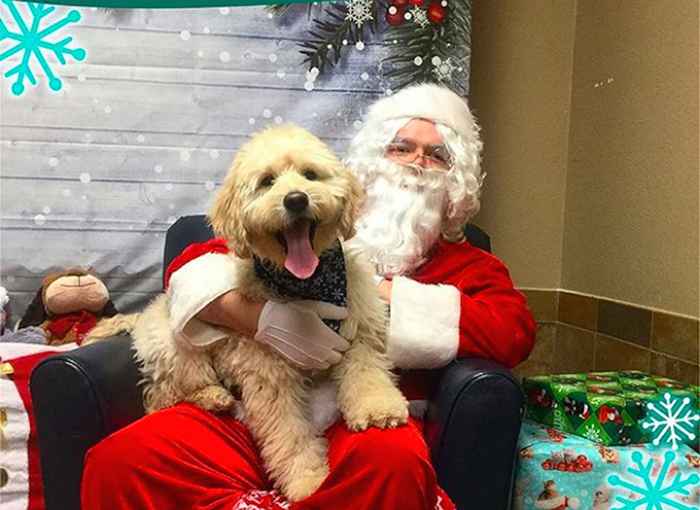 Essas fotos de cães posando no colo do Papai Noel vão iluminar o seu dia