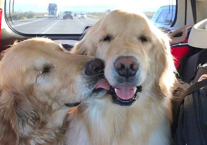 Dieser blinde goldene Retriever und sein Blindhund zaubern ein Lächeln auf Ihr Gesicht