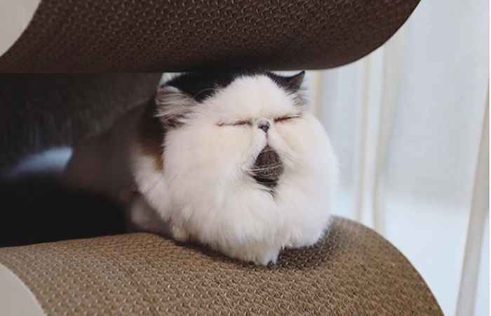 Este gato está se tornando viral por suas expressões faciais adoravelmente mal -humoradas