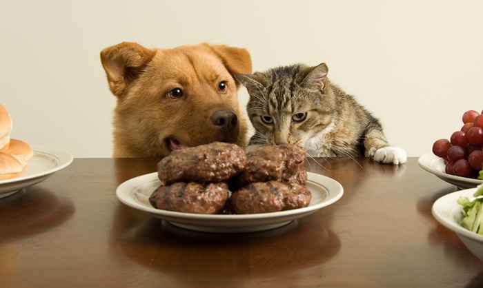 L'ordine di ristorante esilarante di questo cane per il loro animale domestico renderà la tua giornata