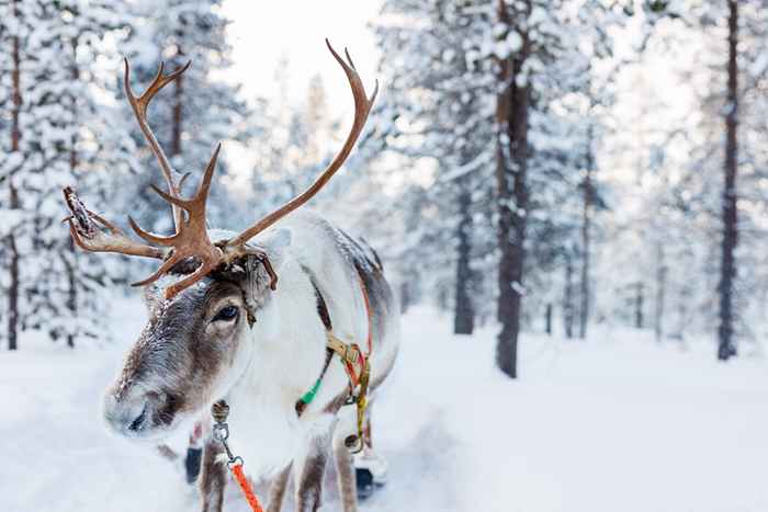 Dette er grunnen til at julenissen har rein