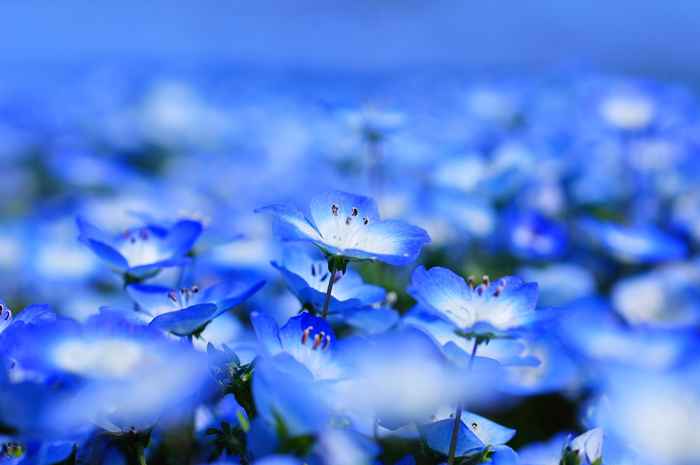 Por eso el color azul es realmente raro de naturaleza