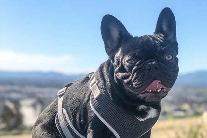 Este cão paralisado positividade e capacidade de correr irão inspirar você